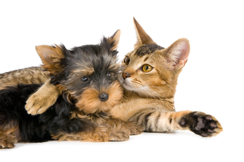 General Pet Health | Southern Animal Health