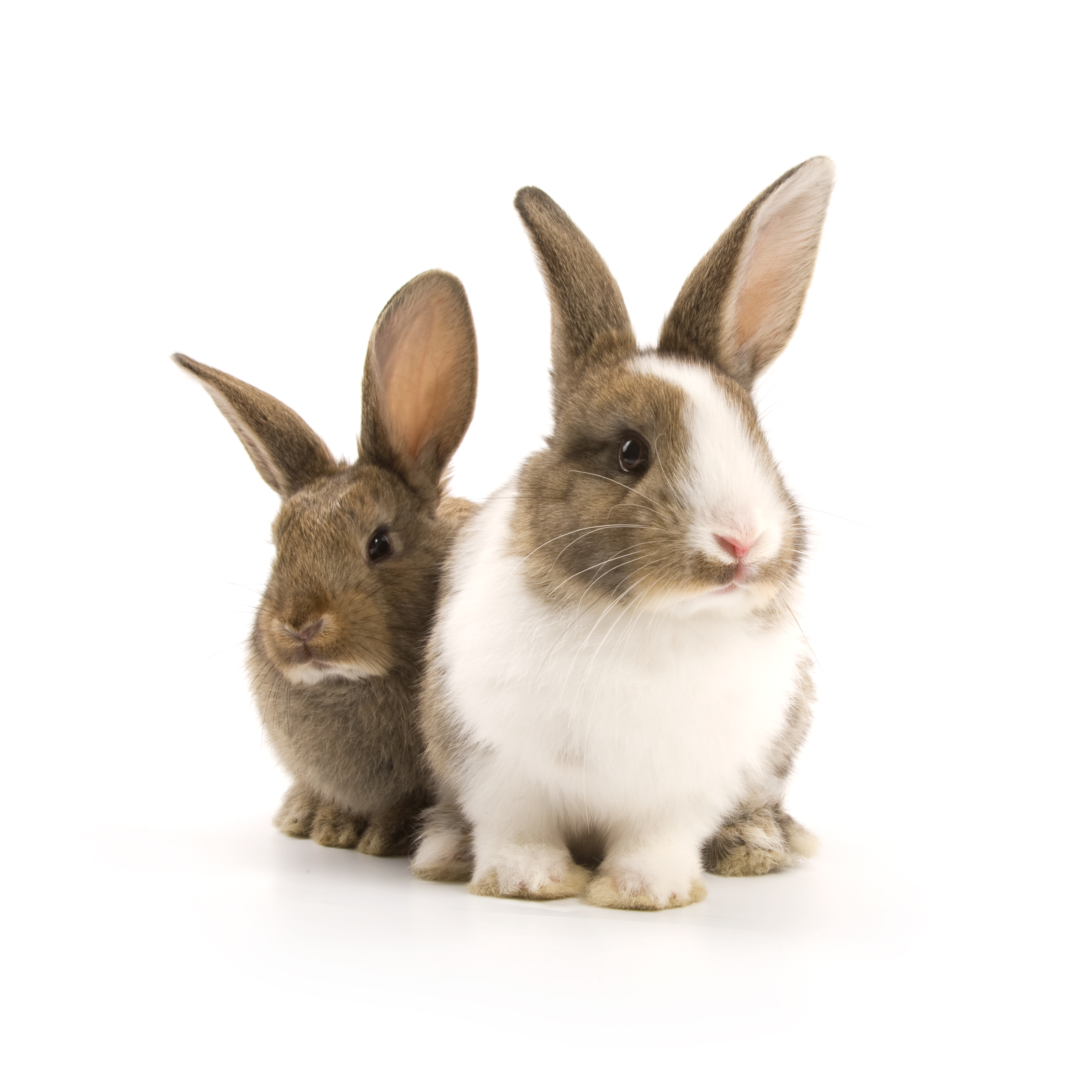 rabbits_shutterstock_57252469