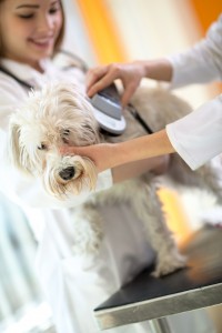 Microchipping Your Pet