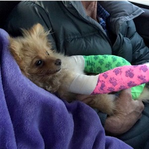 Little Bear's Broken Bones