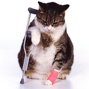 Cat_Injured (Online Image)