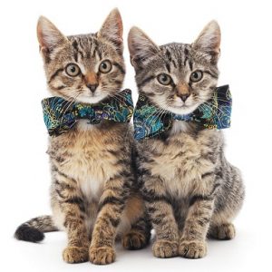 Kittens_BowTies