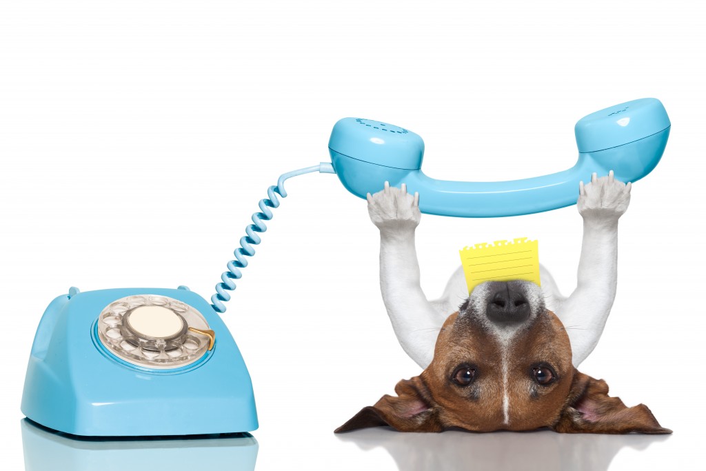 Dog_Phone_shutterstock_166688975_ Southern Animal Health