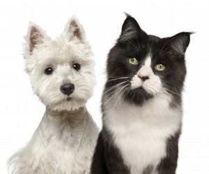 Make obtaining pet insurance your first priority!