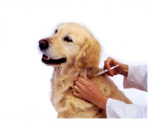 Dog_Vaccination