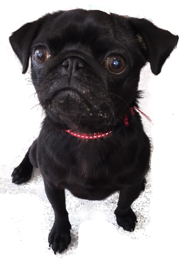 Chocolate Toxicity and Dogs - Southern Animal Health - Milk Chocolate Puppy Toxicity Symptoms