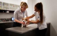 Large separate canine and feline consulting rooms