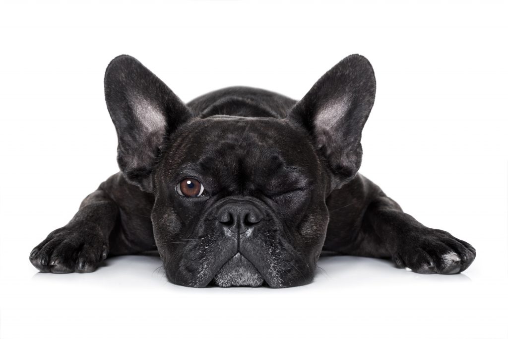 French bulldog breathing surgery sales cost