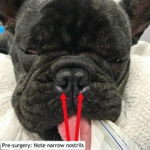 surgery for brachycephalic dogs