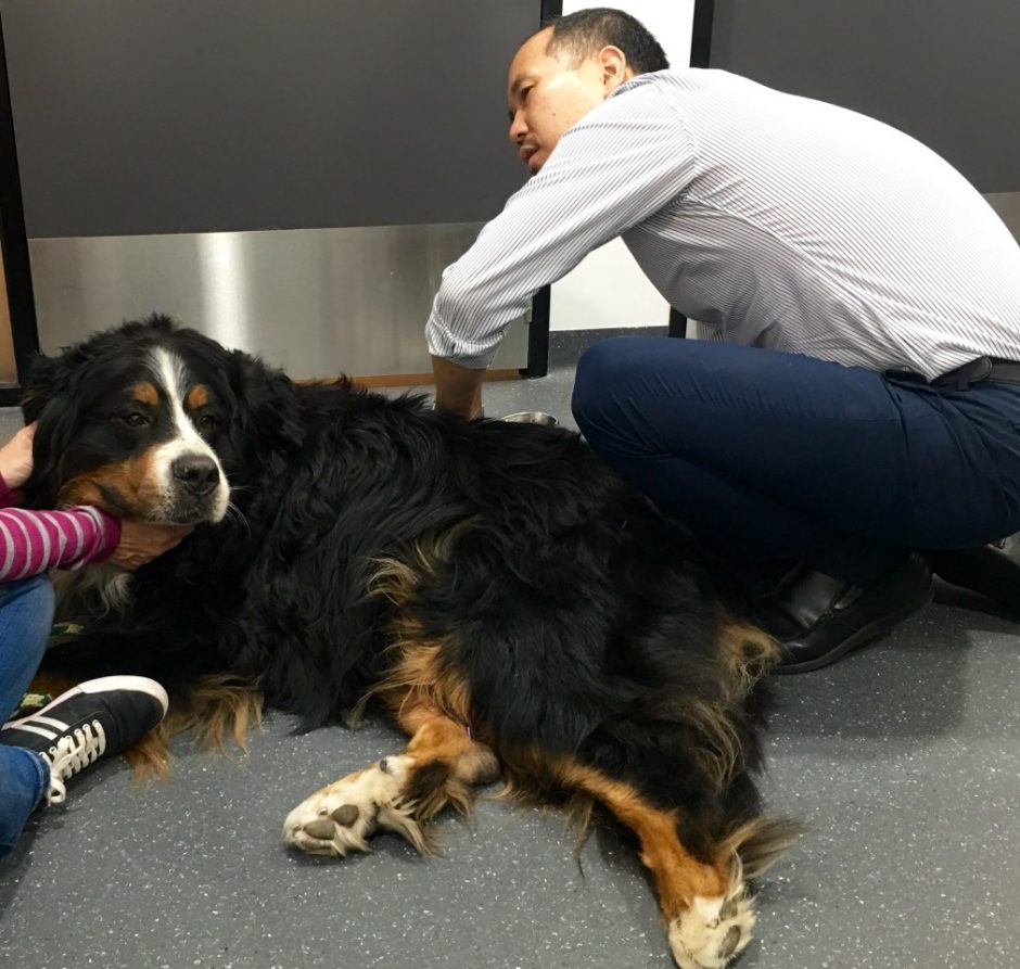 View of Canine Lameness - Southern Animal Health