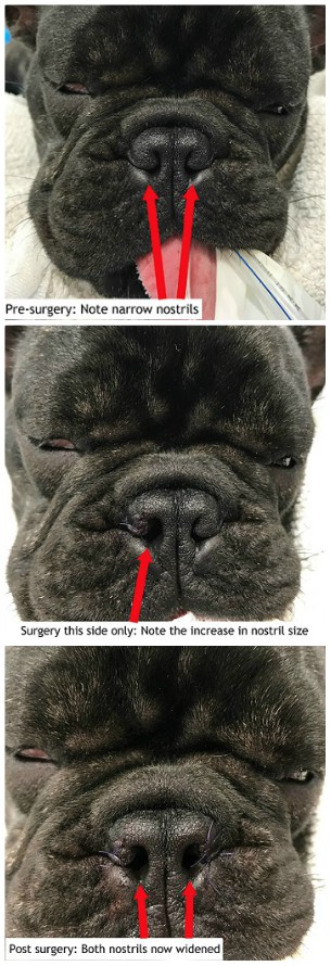 symptoms of brachycephalic syndrome