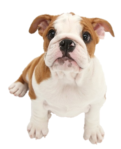 Puppy_FBulldog2