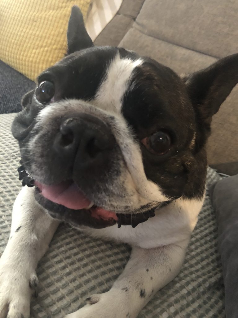 Clyde The French Bulldog BOAS Surgery Southern Animal Health