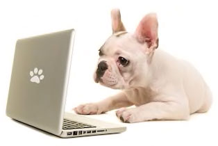 Dog on computer