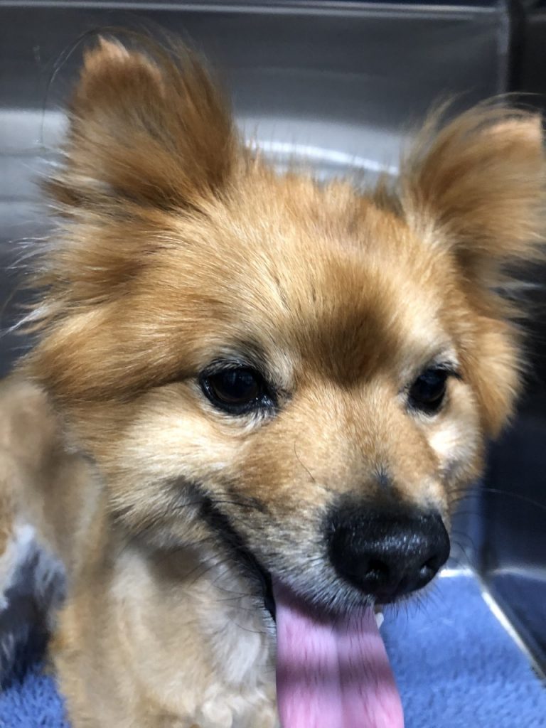 Found: Pomeranian Dog in Chelsea Heights - Southern Animal Health