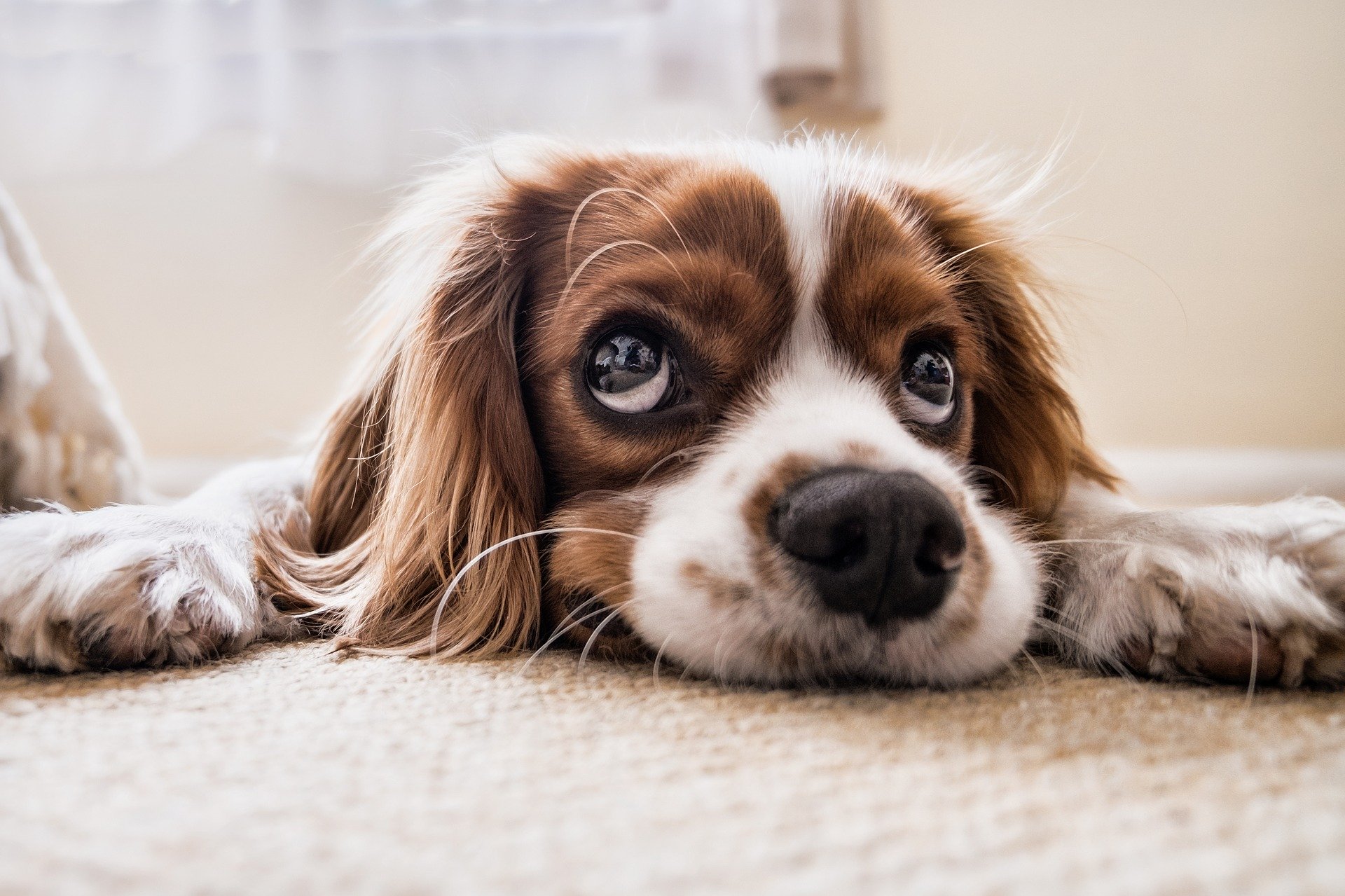 can diabetes cause paralysis in dogs