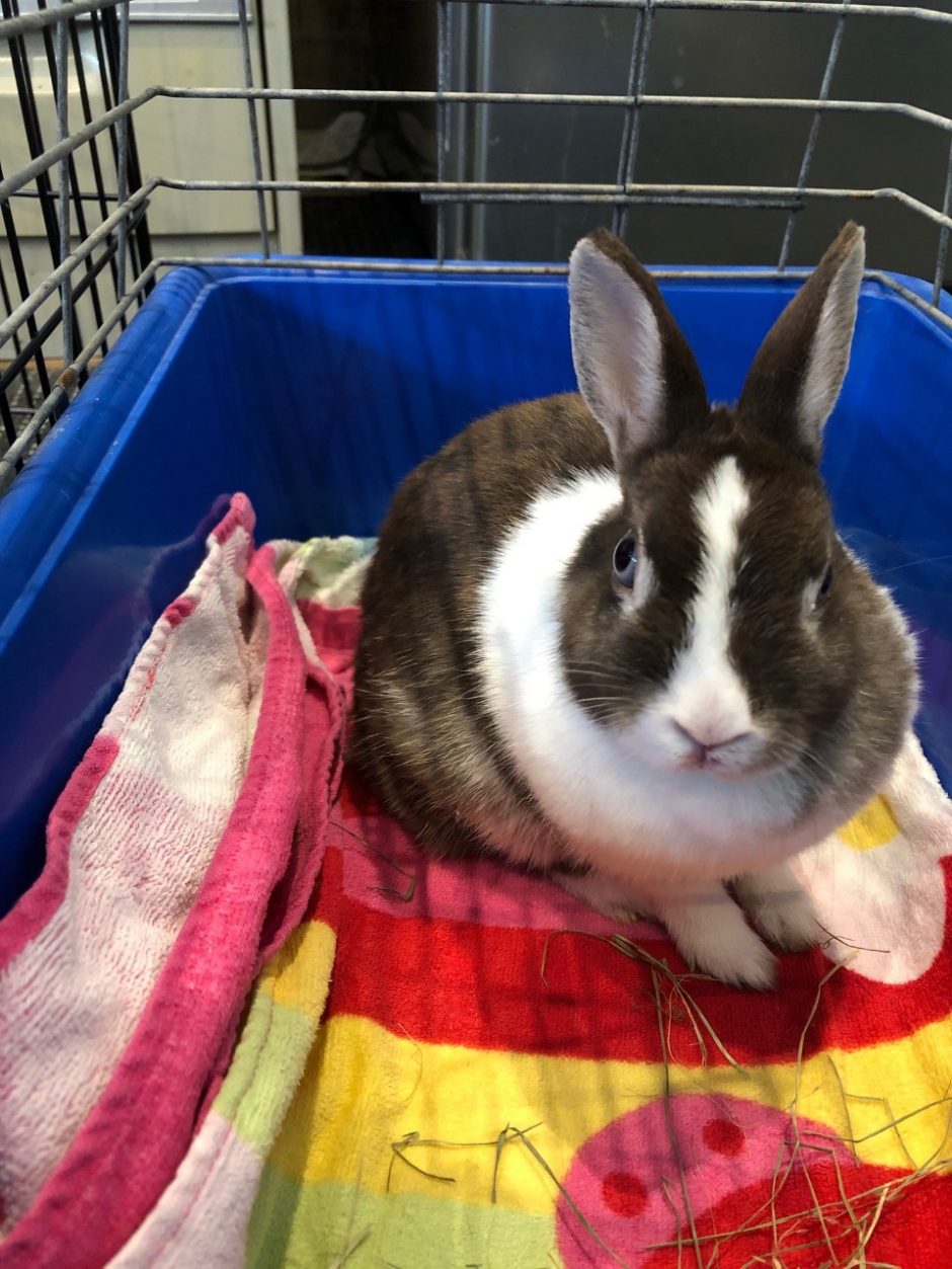 stray rabbit Southern Animal Health