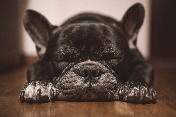 Dog sales snoring normal
