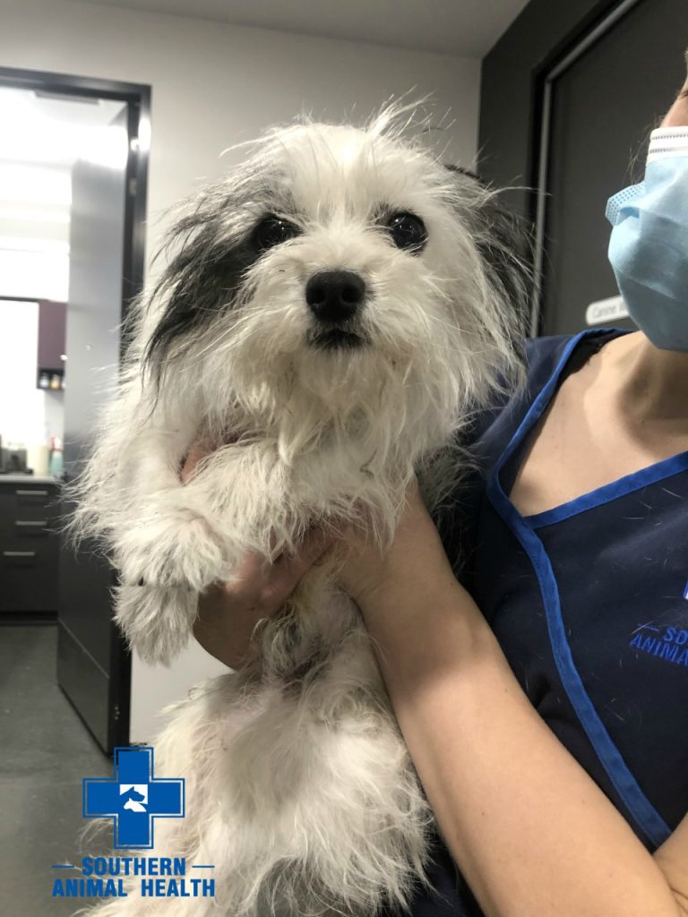 Found Maltese Dog in Cheltenham Southern Animal Health