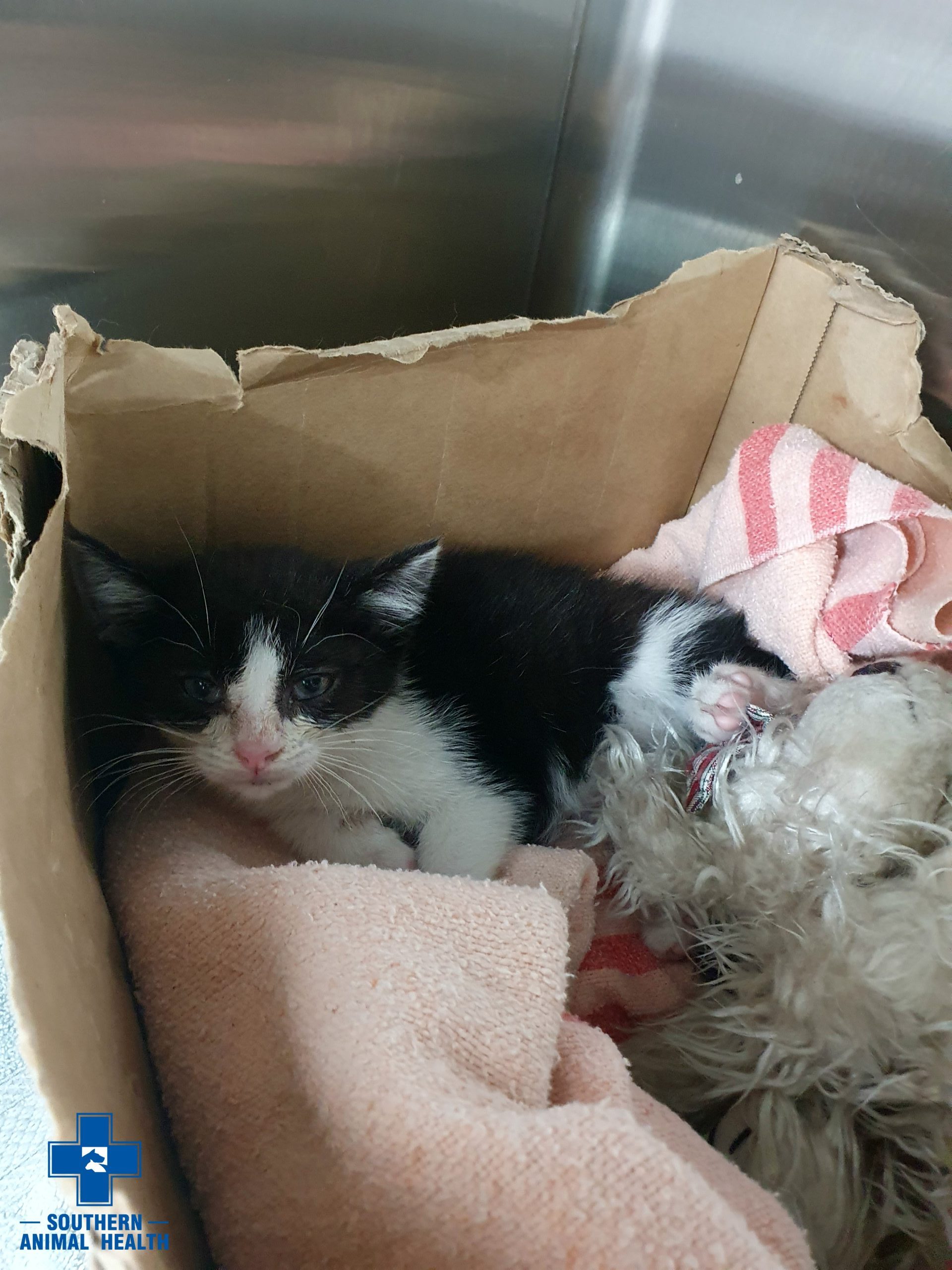 Found DSH Kitten in Clayton Southern Animal Health