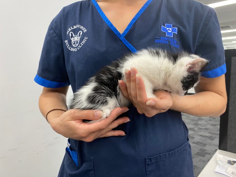 Found DSH Kitten in Keysborough Southern Animal Health