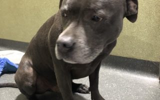 Southern Animal Health Cheltenham Vets Dingley Vets