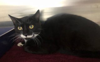 Southern Animal Health Cheltenham Vets Dingley Vets