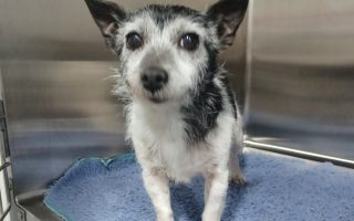 Southern Animal Health Cheltenham Vets Dingley Vets