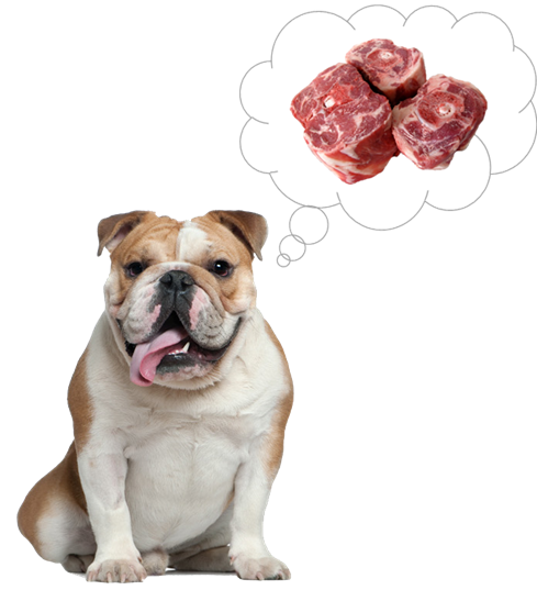 Dental Health Southern Animal Health