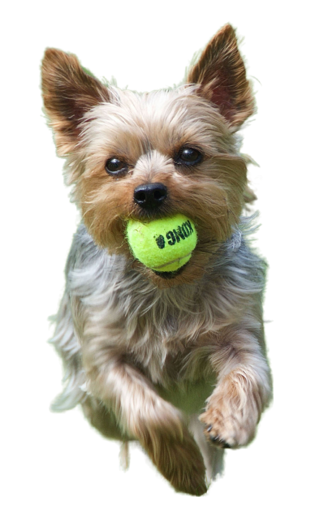 Hip Dysplasia Southern Animal Health