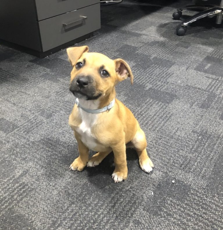 Found Staffy Cross in Mordialloc Southern Animal Health