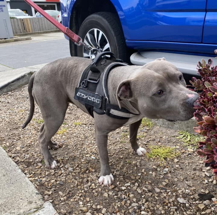 Julius sales k9 staffy